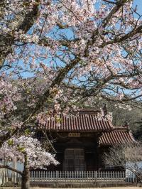 閑谷と桜