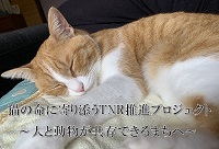 ねこ