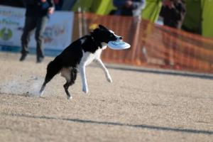 Disk dog