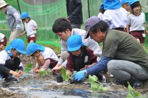 金瓜苗植え