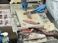 魚
