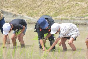 田植えまつり