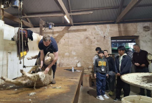 羊の毛刈り見学