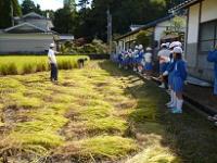 米作り体験（5年）の画像
