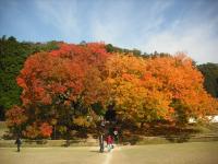 楷の木の紅葉